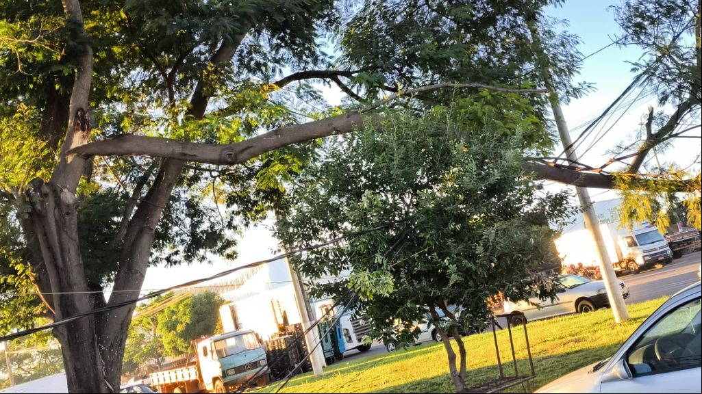 Bombeiros isolam área de risco após queda de galho sobre rede elétrica no CEASA de Patos de Minas | Patos Agora - A notícia no seu tempo - 