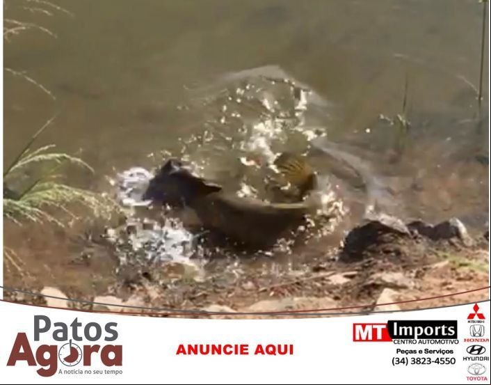Enquanto isso na Orla da Lagoa- Peixe quase come rolinha